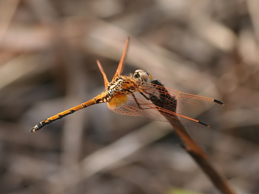 2007-09-29_Heidelibel_spec - Mlilwane, Swaziland.jpg